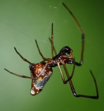 Dewdrop Spider, male