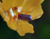Cantharidae: Soldier Beetles