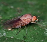 Lauxaniidae: Vinegar Flies