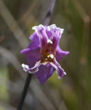 Most Beautiful Jewelflower, Streptanthus albidus