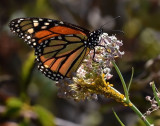 Monarch, milkweed, aphids