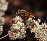 Golden Digger Wasp