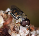 Thick-legged Hoverfly, Syritta pipiens, male