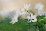 Zawilec gajowy (<i>Anemone nemorosa L.</i>)