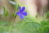 Barwinek pospolity (<i>Vinca minor</i>)