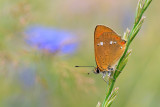 Czerwonczyk dukacik (<i>Lycaena virgaureae</i>) 