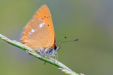 Czerwonczyk dukacik (<i>Lycaena virgaureae</i>) 