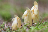 Korzeniwka pospolita (<i>Monotropa hypopitys</i>)