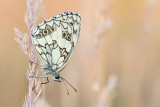 Polowiec szachownica (<i>Melanargia galathea</i>)