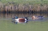 Slobeend / Northern Shoveler