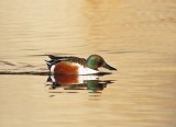 Slobeend / Northern Shoveler