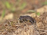Geelbuikvuurpad / Yellow-bellied Toad
