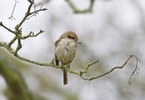 Bruine Klauwier / Brown Shrike