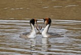 Fuut / Great Crested Grebe