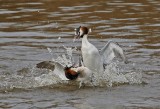 Fuut / Great Crested Grebe
