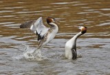 Fuut / Great Crested Grebe