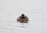 Geoorde Fuut / Black-necked Grebe