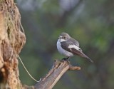Bonte Vliegenvanger / Pied Flycatcher