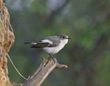 Bonte Vliegenvanger / Pied Flycatcher