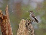 Bonte Vliegenvanger / Pied Flycatcher
