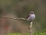 Bonte Vliegenvanger / Pied Flycatcher