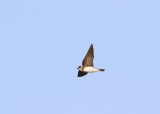 Oeverzwaluw / Sand Martin