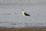 Steltkluut / Black-winged Stilt