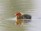 Meerkoet / Eurasian Coot