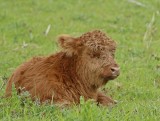 Schotse Hooglander / Scottish Highland Cattle