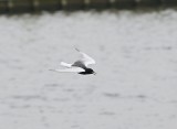 Witvleugelstern / White-winged Black Tern