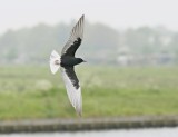 Witvleugelstern / White-winged Black Tern