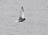 Witvleugelstern / White-winged Black Tern