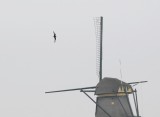 Witvleugelstern / White-winged Black Tern