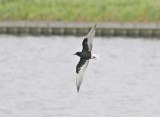 Witvleugelstern / White-winged Black Tern