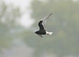 Witvleugelstern / White-winged Black Tern