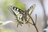 Koninginnenpage / Common Yellow Swallowtail