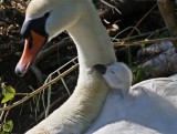 Knobbelzwaan / Mute Swan