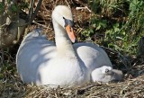 Knobbelzwaan / Mute Swan