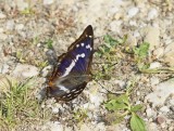 Grote Weerschijnvlinder / Purple Emperor