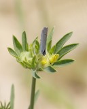 Dwergblauwtje / Little Blue, Small Blue