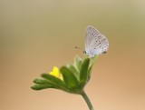 Dwergblauwtje / Little Blue, Small Blue