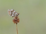 Steppeparelmoervlinder / Nickerls Fritillary