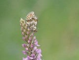 Steppeparelmoervlinder / Nickerls Fritillary
