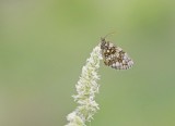 Steppeparelmoervlinder / Nickerls Fritillary