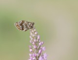 Steppeparelmoervlinder / Nickerls Fritillary