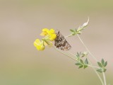 Steppeparelmoervlinder / Nickerls Fritillary