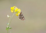Steppeparelmoervlinder / Nickerls Fritillary