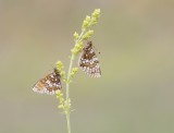 Steppeparelmoervlinder / Nickerls Fritillary