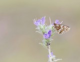Steppeparelmoervlinder / Nickerls Fritillary