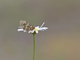 Steppeparelmoervlinder / Nickerls Fritillary